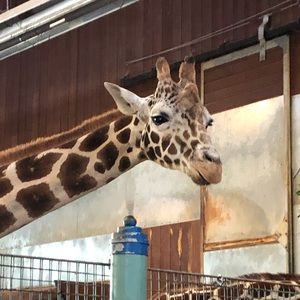 Meet your Posher, Allen